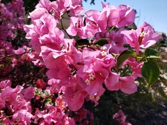 Bougainvillea