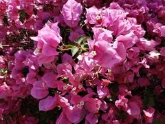 Bougainvillea