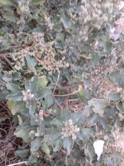 Chenopodium album