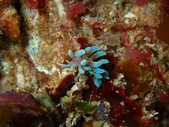 Phyllodesmium macphersonae