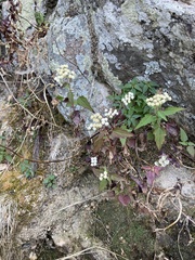 Ageratina paupercula