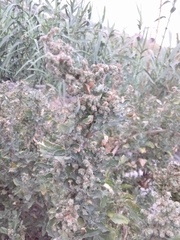 Chenopodium album