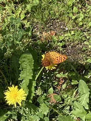 Argynnis hyperbius