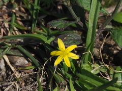 Hypoxis aurea