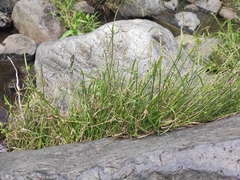 Kyllinga brevifolia var. brevifolia image