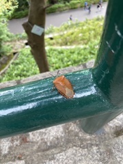 Tessaratoma papillosa