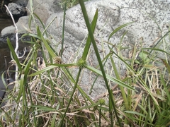 Kyllinga brevifolia var. brevifolia image