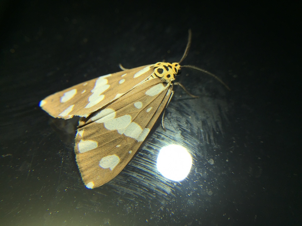 Utetheisa fractifascia