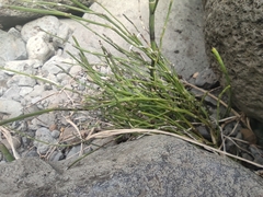 Equisetum ramosissimum