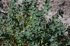 Tithymalus