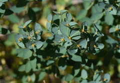 Tithymalus