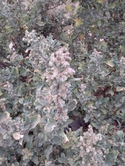 Chenopodium album