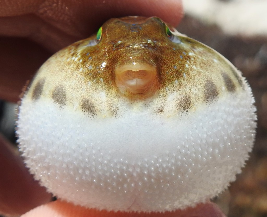 Bandtail Puffer (Sphoeroides spengleri) - Marine Life Identification