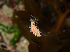 Plesiocolochirus ignavus