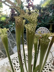 Sarraceniaceae
