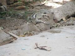 Funambulus pennantii
