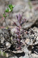 Chloropyron maritimum