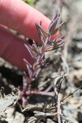 Chloropyron maritimum