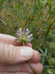 Trifolium obtusiflorum