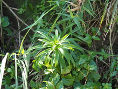 Lilium longiflorum scabrum