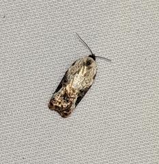 Acleris nivisellana