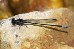 Argia ulmeca