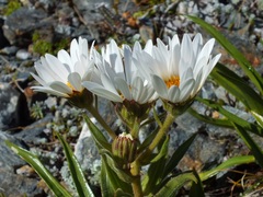 Dolichoglottis scorzoneroides