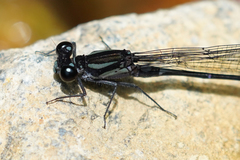 Argia ulmeca