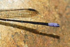 Argia ulmeca