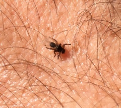 Lipoptena depressa