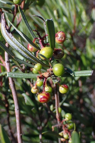 Image of Ornithostaphylos oppositifolia by (c) Madeleine Claire, some rights reserved (CC BY)
