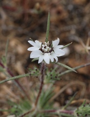 Calycadenia villosa