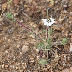 Calycadenia villosa