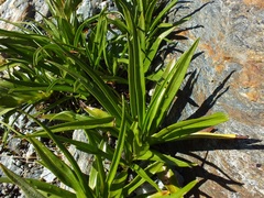 Dolichoglottis scorzoneroides