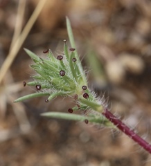 Calycadenia villosa