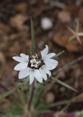Calycadenia villosa