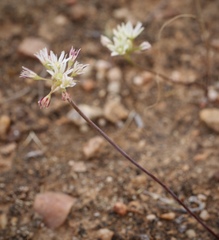 Allium lacunosum
