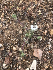 Calycadenia villosa