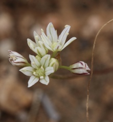 Allium lacunosum
