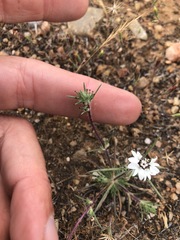 Calycadenia villosa