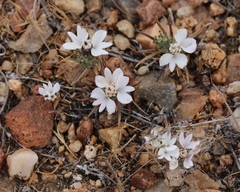 Calycadenia villosa
