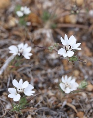 Calycadenia villosa