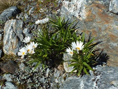 Dolichoglottis scorzoneroides