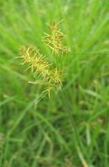 Cyperus hermaphroditus
