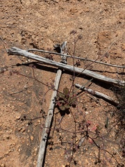 Chorizanthe fimbriata