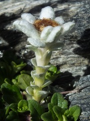 Leucogenes grandiceps