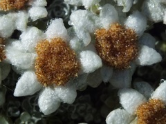 Leucogenes grandiceps