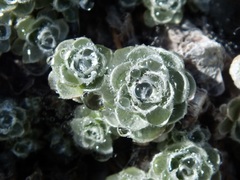 Leucogenes grandiceps