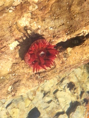 Epiactis australiensis
