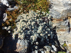 Leucogenes grandiceps